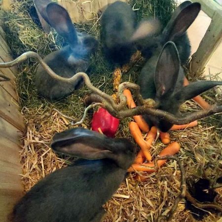 Deutsche Riesen Kaninchen
